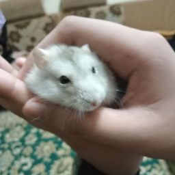 Profile Picture